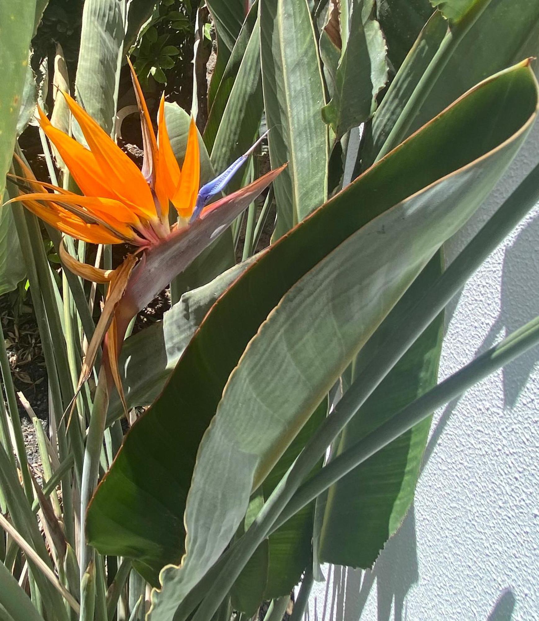 Casa Rosalia Vila Corralejo Exterior foto
